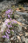 Shrubby Penstemon w/ Sticky Cinquefoil bkgnd on rock outcrop