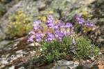 Shrubby Penstemon w/ Sticky Cinquefoil soft bkgnd on rock outcrop