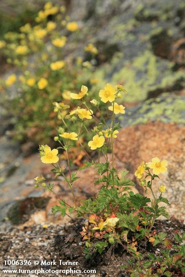 Potentilla glandulosa