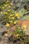 Sticky Cinquefoil on rock outcrop