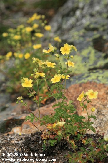 Potentilla glandulosa