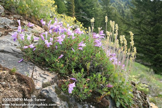 Penstemon fruticosus; Heuchera cylindrica; Potentilla glandulosa