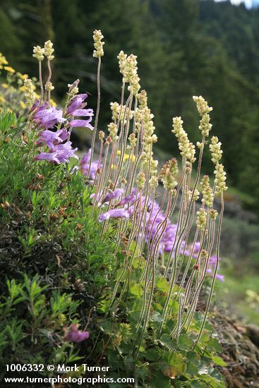 Penstemon fruticosus; Heuchera cylindrica