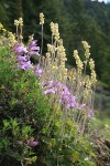 Shrubby Penstemon w/ Roundleaf Alumroot