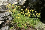 Sticky Cinquefoil on rock outcrop