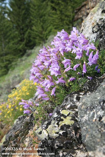 Penstemon fruticosus