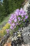 Shrubby Penstemon on rock outcrop