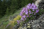 Shrubby Penstemon on rock outcrop