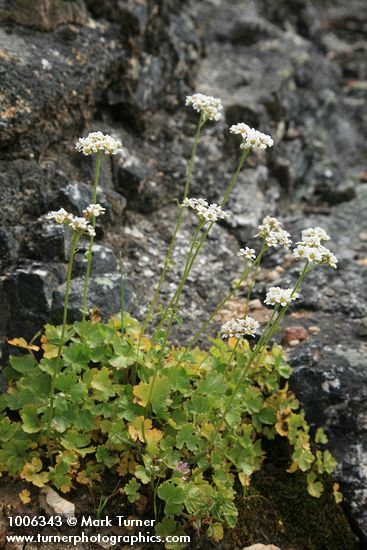 Suksdorfia ranunculifolia