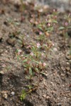 Brewer's Monkeyflower