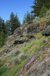 Shrubby Penstemon, Sticky Cinquefoil, Big Sagebrush on rock outcrop