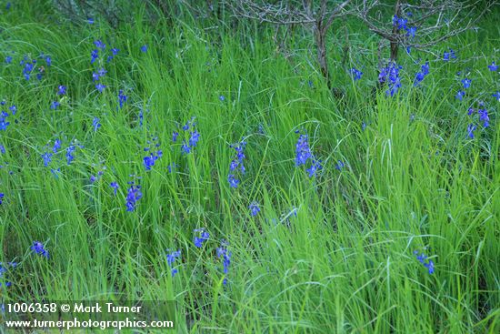 Delphinium nuttallianum