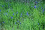 Upland Larkspur among grasses