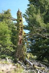 Lichen-covered Douglas-fir trunk