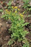 Short-fruited Tansymustard