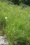 Meadow Death Camas & Thread-leaved Sandwort among grasses