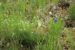 Meadow Death Camas, Thread-leaved Sandwort, Upland Larkspur among grasses