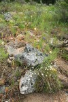 Meadow Death Camas, Thread-leaved Sandwort among grasses, rocks