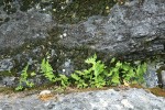 Ferns in crack of lichen-covered rock