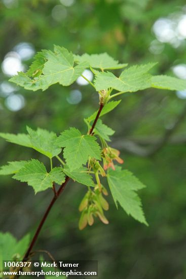 Acer glabum var. douglasii