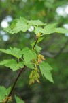 Douglas Maple foliage & fruit