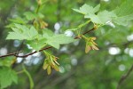 Douglas Maple foliage & fruit