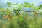 Douglas Maple foliage & fruit