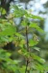 Douglas Maple foliage & fruit