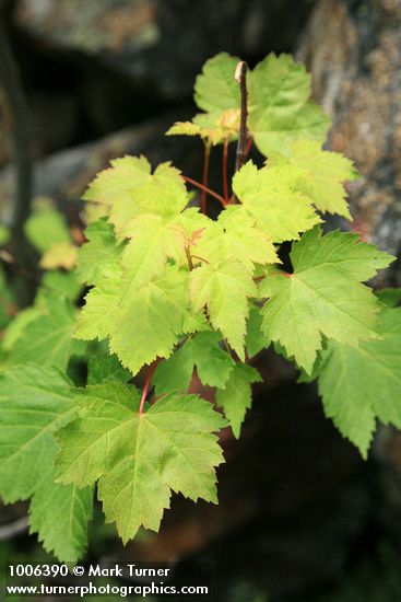 Acer glabum var. douglasii