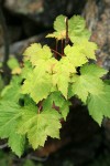 Douglas Maple foliage