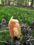 Pinesap emerging from among moss