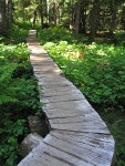 Boardwalk trail through wetland w/ Salmonberries