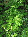 Western Oak Ferns