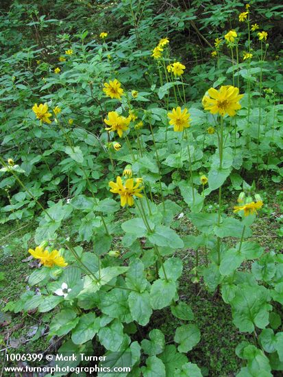 Arnica latifolia