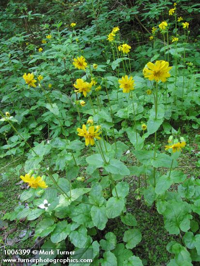 Arnica  latifolia