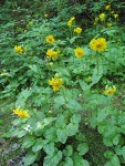 Mountain Arnica