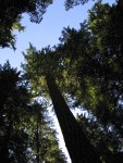 Mountain Hemlock crowns against sky