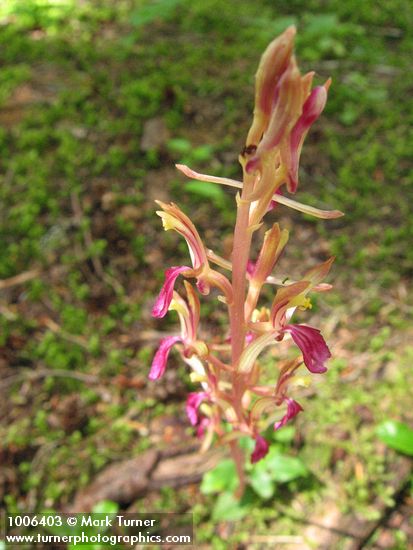 Corallorhiza mertensiana