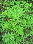 Western Oak Ferns