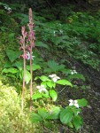 Western (Mertens') Coralroot among mosses w/ Bunchberry