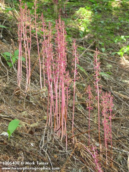 Corallorhiza mertensiana