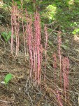 Western (Mertens') Coralroot