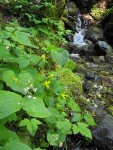 Stream Violets beside small stream w/ waterfall