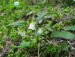 Western Teaberry