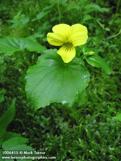 Viola glabella