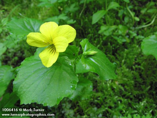 Viola glabella