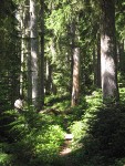 Mountain Hemlock forest