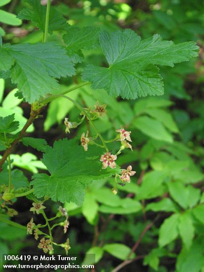 Ribes acerifolium