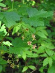 Maple-leaf Currant blossoms & foliage