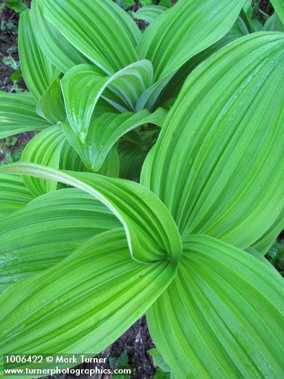 Veratrum viride